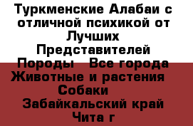 Туркменские Алабаи с отличной психикой от Лучших Представителей Породы - Все города Животные и растения » Собаки   . Забайкальский край,Чита г.